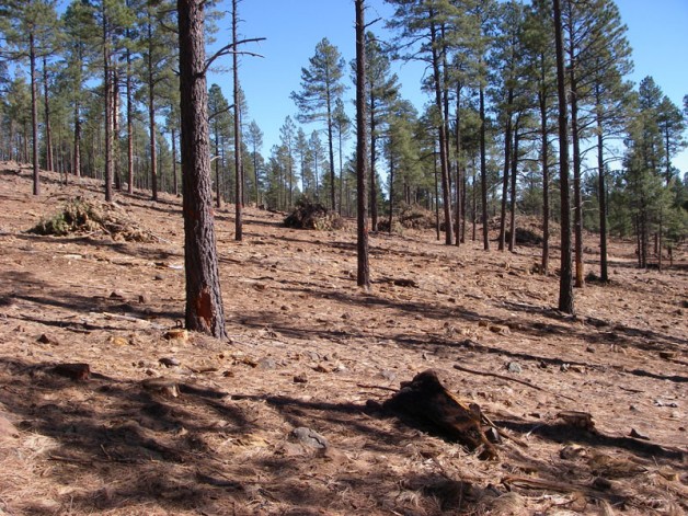 Thinning trees