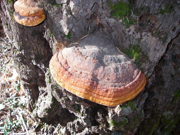 Colorful tree conk. Not all conks are vivid.
