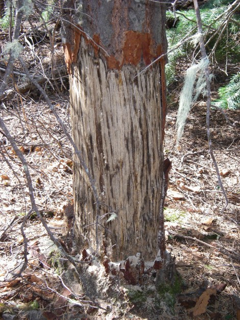 Tree trunk damage from bear clawing.