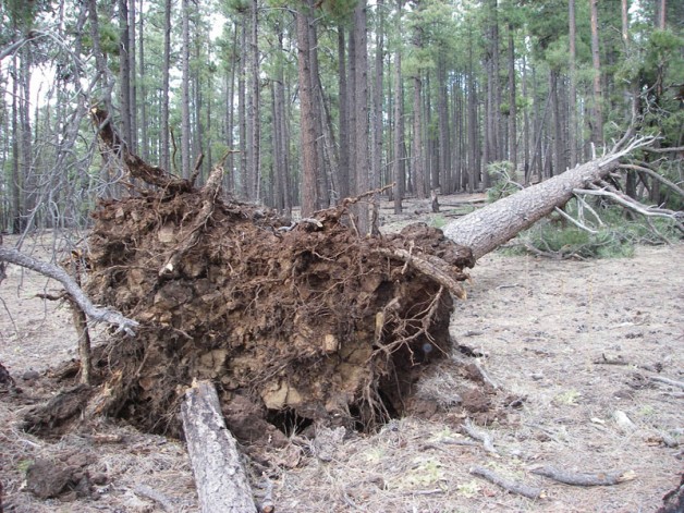 Tree felled by weather